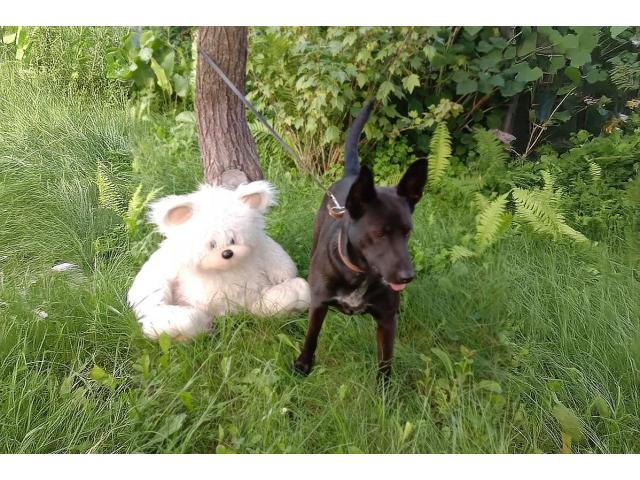 Прекрасная собака-охранница Бэтта в дар - 4/4