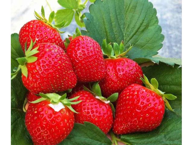 Саженцы клубники Шарлотта - 1/1