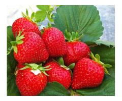 Саженцы клубники Шарлотта