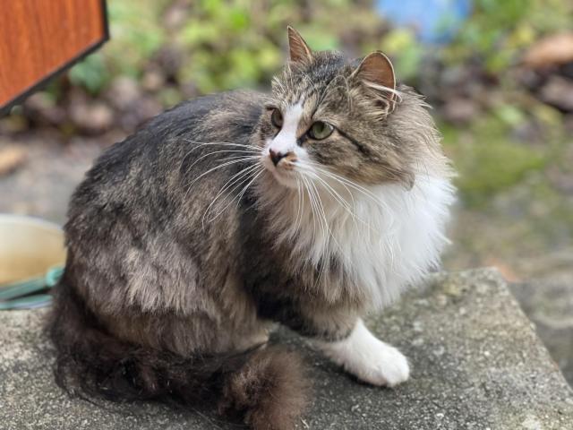 Ласковая кошка с дач очень срочно ищет дом - 1/4