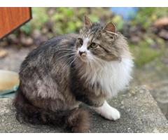 Ласковая кошка с дач очень срочно ищет дом