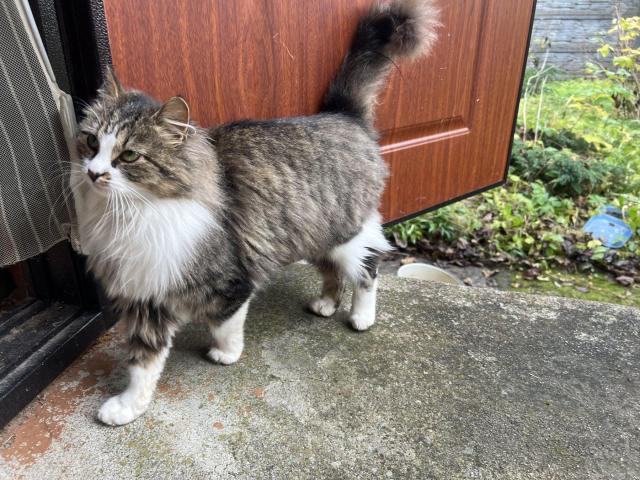 Ласковая кошка с дач очень срочно ищет дом - 2/4