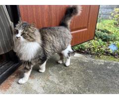 Ласковая кошка с дач очень срочно ищет дом