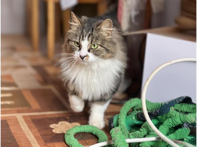 Ласковая кошка с дач очень срочно ищет дом - 3/4