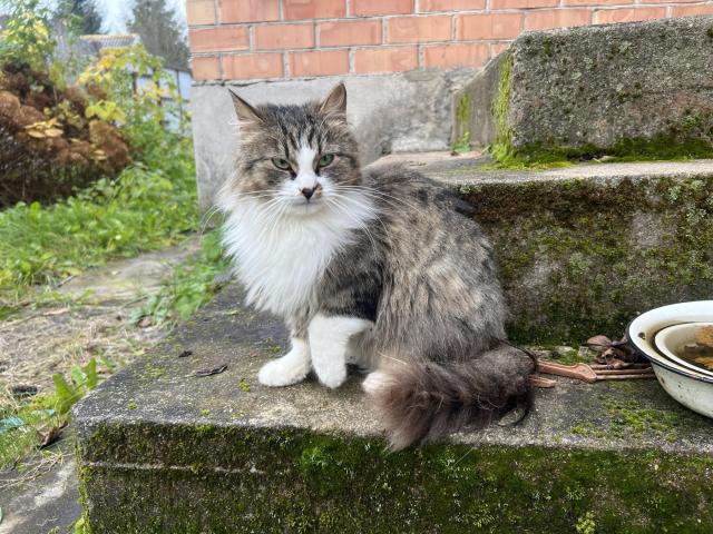 Ласковая кошка с дач очень срочно ищет дом - 4/4