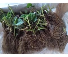 Саженцы клубники фриго