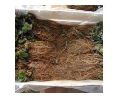 Саженцы клубники фриго