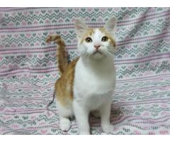 Солнечные рыжие котята Тишка и Рыжик в дар