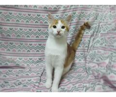 Солнечные рыжие котята Тишка и Рыжик в дар