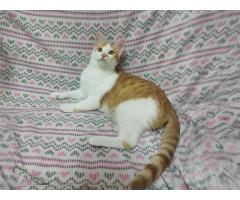 Солнечные рыжие котята Тишка и Рыжик в дар