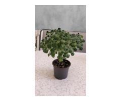 Аихризон, ''дерево любви'',-шикарный куст