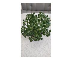 Аихризон, ''дерево любви'',-шикарный куст