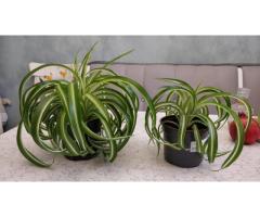 Хлорофитум кудрявый Bonnie