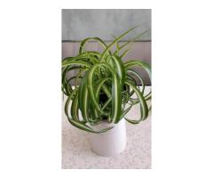 Хлорофитум кудрявый Bonnie