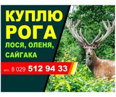 Куплю рога диких животных