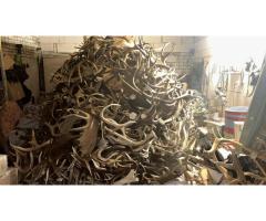 Куплю рога диких животных