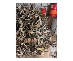 Куплю рога диких животных