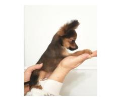 Щенок русского тоя (той-терьер) .