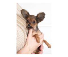 Щенок русского тоя (той-терьер) .