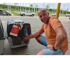 Перевозка животных в Америку и Европу