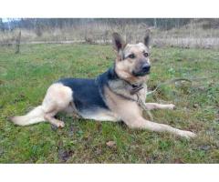 Замечательная собака Альма в дар