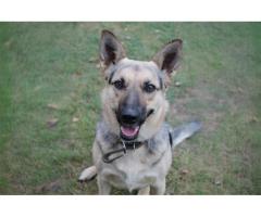 Замечательная собака Альма в дар