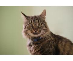 Умный молодой кот Шурик в дар