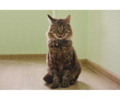 Умный молодой кот Шурик в дар