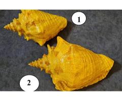 Ракушка большая, привезена с Кубы с Мексиканского залива