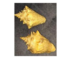 Ракушка большая, привезена с Кубы с Мексиканского залива