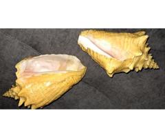 Ракушка большая, привезена с Кубы с Мексиканского залива