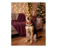 Жучок ждет свою семью