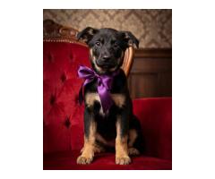 Шоколапке нужна семья