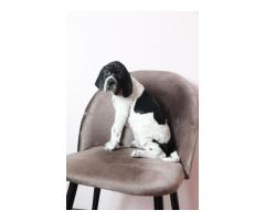 Щенки АНГЛИЙСКОГО ПОЙНТЕРА