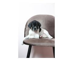 Щенки АНГЛИЙСКОГО ПОЙНТЕРА