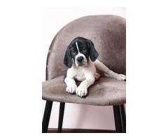 Щенки АНГЛИЙСКОГО ПОЙНТЕРА