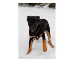 Шоколапке нужна семья