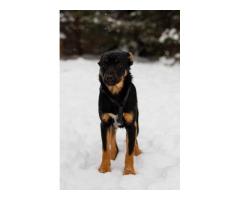 Шоколапке нужна семья