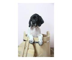 Щенки АНГЛИЙСКОГО ПОЙНТЕРА