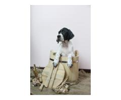 Щенки АНГЛИЙСКОГО ПОЙНТЕРА