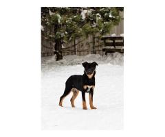 Шоколапке нужна семья