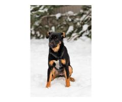 Шоколапке нужна семья