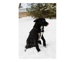 Стрелочка ищет дом