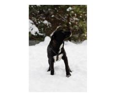 Стрелочка ищет дом