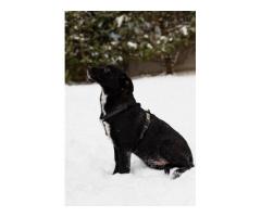 Стрелочка ищет дом