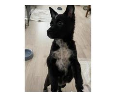 Картошечка ищет дом