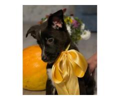 КРОШЕЧКЕ ОЧЕНЬ НУЖЕН ДОМ