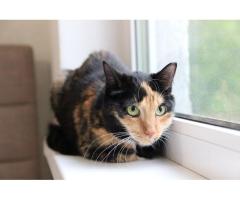 Подарите Лапушке счастье!