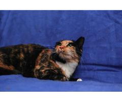 Подарите Лапушке счастье!