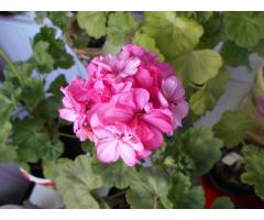 Герань цветущая розовой окраски Occold Lagoon